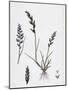 Sclerochloa Rigida Hard Meadow-Grass-null-Mounted Giclee Print