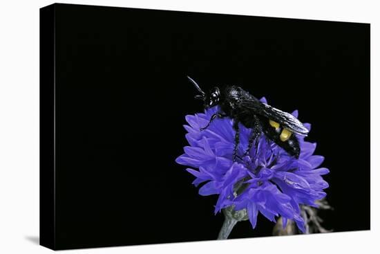 Scolia Hirta (Scoliid Wasp)-Paul Starosta-Stretched Canvas