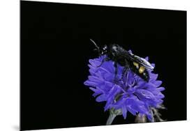 Scolia Hirta (Scoliid Wasp)-Paul Starosta-Mounted Premium Photographic Print