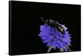 Scolia Hirta (Scoliid Wasp)-Paul Starosta-Framed Stretched Canvas