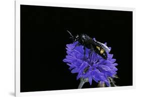 Scolia Hirta (Scoliid Wasp)-Paul Starosta-Framed Photographic Print