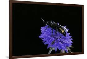 Scolia Hirta (Scoliid Wasp)-Paul Starosta-Framed Photographic Print