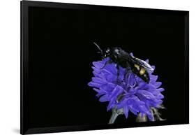 Scolia Hirta (Scoliid Wasp)-Paul Starosta-Framed Photographic Print