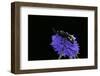 Scolia Hirta (Scoliid Wasp)-Paul Starosta-Framed Photographic Print