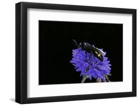 Scolia Hirta (Scoliid Wasp)-Paul Starosta-Framed Photographic Print
