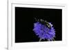 Scolia Hirta (Scoliid Wasp)-Paul Starosta-Framed Photographic Print