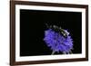 Scolia Hirta (Scoliid Wasp)-Paul Starosta-Framed Photographic Print