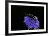 Scolia Hirta (Scoliid Wasp)-Paul Starosta-Framed Photographic Print