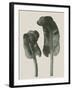 Scolopendrium Vulgare-Blossfeldt Karl-Framed Giclee Print