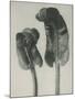 Scolopendrium vulgare-Karl Blossfeldt-Mounted Giclee Print