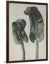 Scolopendrium vulgare-Karl Blossfeldt-Framed Giclee Print