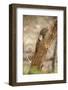 Scops Owl (Otus) (Strigidae), Ranthambhore, Rajasthan, India-Janette Hill-Framed Photographic Print