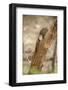 Scops Owl (Otus) (Strigidae), Ranthambhore, Rajasthan, India-Janette Hill-Framed Photographic Print