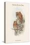 Scops Pennatus - Indian Scops Owl-John Gould-Stretched Canvas