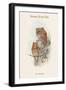 Scops Pennatus - Indian Scops Owl-John Gould-Framed Art Print