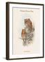 Scops Pennatus - Indian Scops Owl-John Gould-Framed Art Print