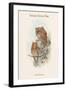 Scops Pennatus - Indian Scops Owl-John Gould-Framed Art Print