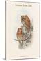 Scops Pennatus - Indian Scops Owl-John Gould-Mounted Art Print