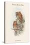 Scops Pennatus - Indian Scops Owl-John Gould-Stretched Canvas