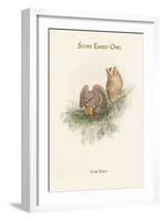 Scops Zorca - Scops Eared Owl-John Gould-Framed Art Print