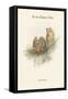 Scops Zorca - Scops Eared Owl-John Gould-Framed Stretched Canvas