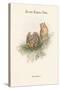 Scops Zorca - Scops Eared Owl-John Gould-Stretched Canvas