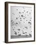 Scores of Paratroopers Dropping from C-82 "Flying Boxcar" and Landing on Level Ground-Frank Scherschel-Framed Photographic Print