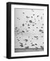 Scores of Paratroopers Dropping from C-82 "Flying Boxcar" and Landing on Level Ground-Frank Scherschel-Framed Photographic Print