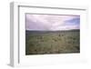 Scorhill Stone Circle, Dartmoor, Devon, 20th century-CM Dixon-Framed Photographic Print