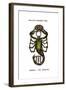 Scorpio, the Scorpion, 1923-null-Framed Giclee Print