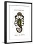 Scorpio, the Scorpion, 1923-null-Framed Giclee Print