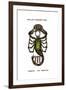 Scorpio, the Scorpion, 1923-null-Framed Giclee Print