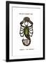 Scorpio, the Scorpion, 1923-null-Framed Giclee Print