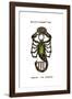 Scorpio, the Scorpion, 1923-null-Framed Giclee Print