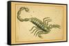 Scorpio-Aspin Jehosaphat-Framed Stretched Canvas