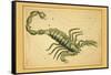 Scorpio-Aspin Jehosaphat-Framed Stretched Canvas