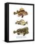 Scorpion Fish-null-Framed Stretched Canvas