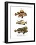 Scorpion Fish-null-Framed Giclee Print