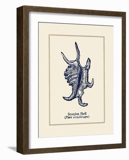 Scorpion Shell-Gregory Gorham-Framed Premium Giclee Print