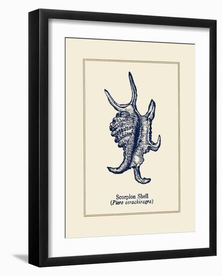 Scorpion Shell-Gregory Gorham-Framed Premium Giclee Print