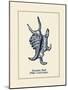 Scorpion Shell-Gregory Gorham-Mounted Premium Giclee Print