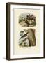 Scorpion Spider Crab, 1833-39-null-Framed Giclee Print