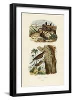 Scorpion Spider Crab, 1833-39-null-Framed Giclee Print