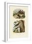 Scorpion Spider Crab, 1833-39-null-Framed Giclee Print