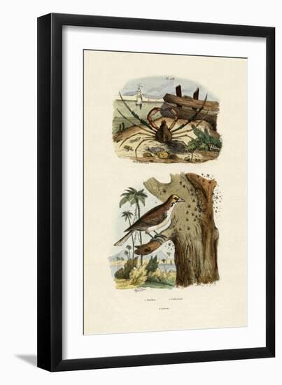 Scorpion Spider Crab, 1833-39-null-Framed Premium Giclee Print