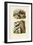 Scorpion Spider Crab, 1833-39-null-Framed Premium Giclee Print