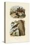 Scorpion Spider Crab, 1833-39-null-Stretched Canvas