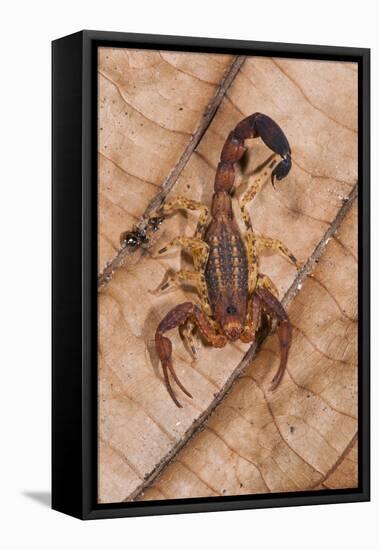 Scorpion, Yasuni NP, Amazon Rainforest, Ecuador, South America-Pete Oxford-Framed Stretched Canvas
