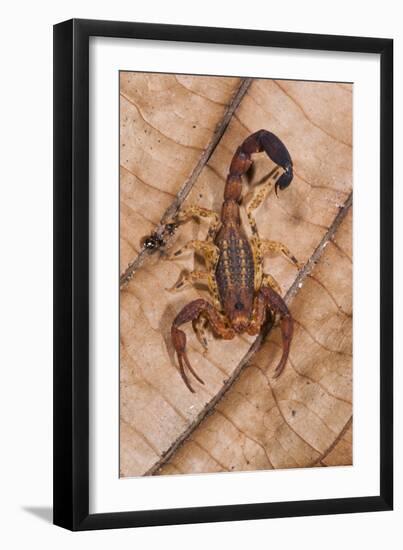 Scorpion, Yasuni NP, Amazon Rainforest, Ecuador, South America-Pete Oxford-Framed Premium Photographic Print