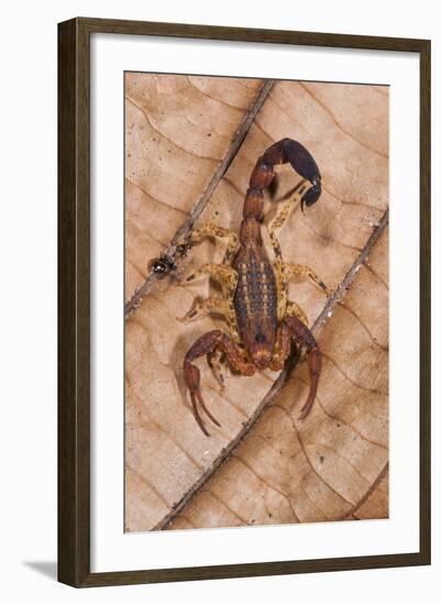 Scorpion, Yasuni NP, Amazon Rainforest, Ecuador, South America-Pete Oxford-Framed Photographic Print